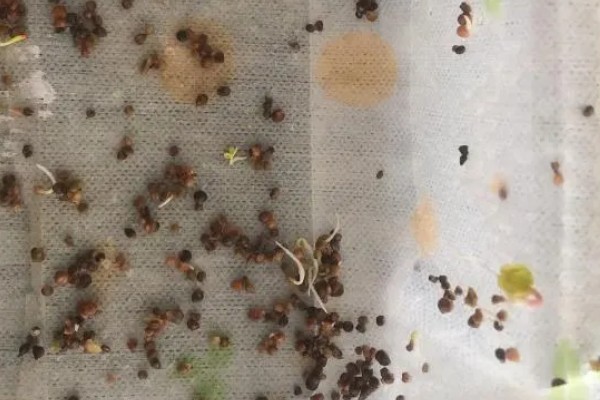 怎样种菠菜，选好种子后要对种子进行浸泡