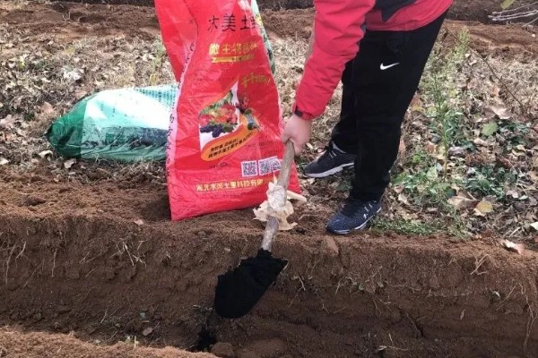 怎样种菠菜，选好种子后要对种子进行浸泡