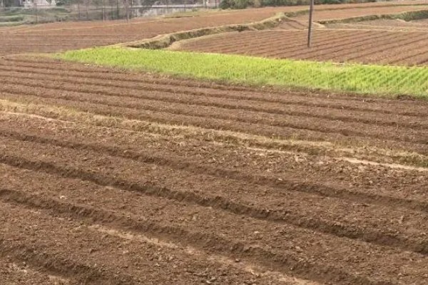 怎样种菠菜，选好种子后要对种子进行浸泡