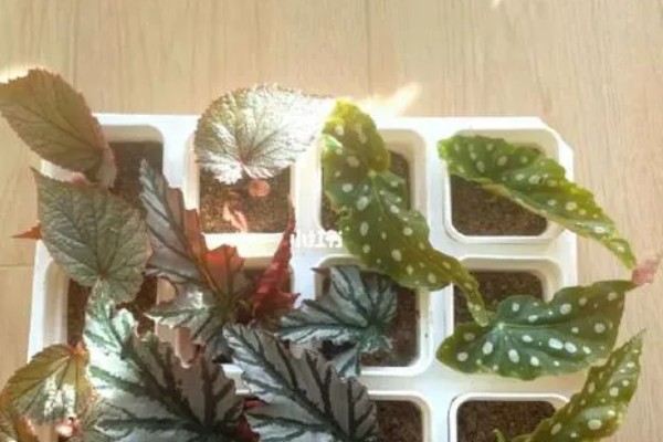 秋海棠能用叶繁殖吗，可以用叶繁殖