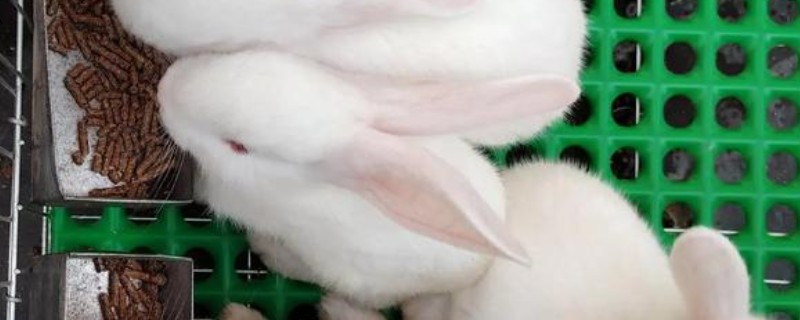 兔子长癣会不会传染给人，不会传染给人的