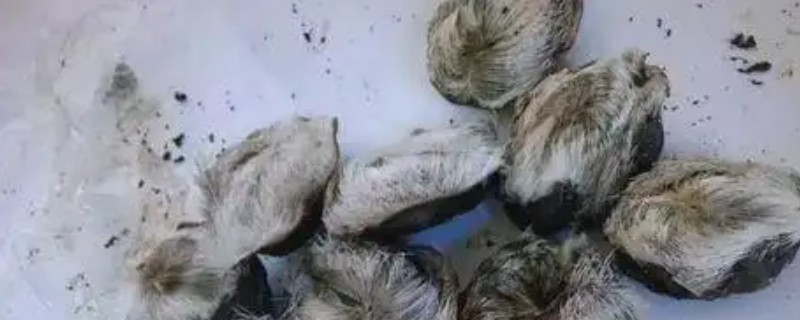 麝香的成分，主要是麝香大环化合物