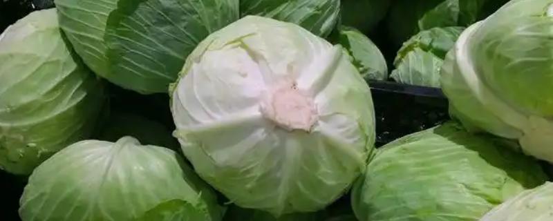 高丽菜的简介，俗称卷心菜