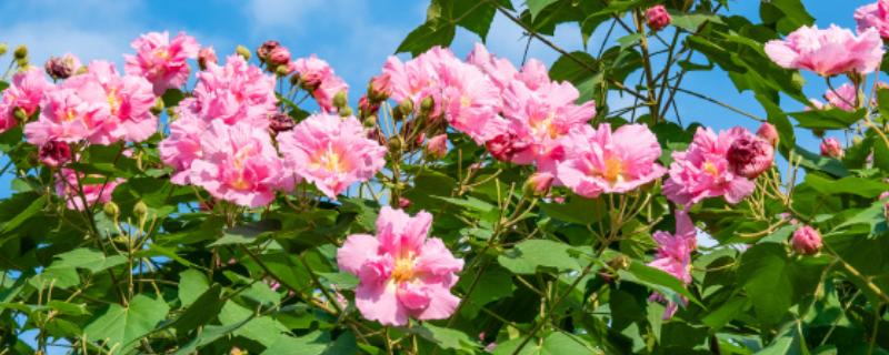 芙蓉花的开放时间，一般是7-10月份