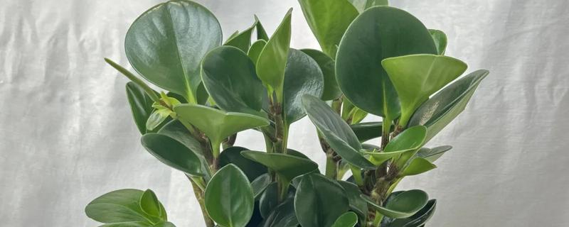 青叶碧玉会开花吗，养护得当它也可以开花
