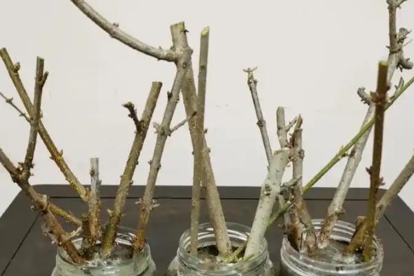 连翘的育苗方法,分为播种繁殖、扦插繁殖