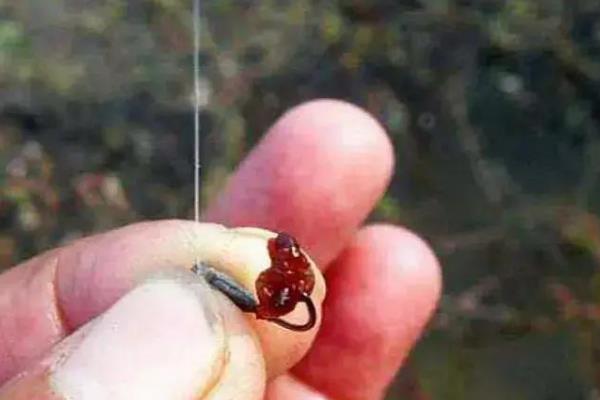 蚯蚓钓鲫鱼怎样上鱼快，要尽量选择水草区、入水口等