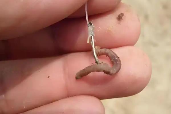 蚯蚓钓鲫鱼怎样上鱼快，要尽量选择水草区、入水口等
