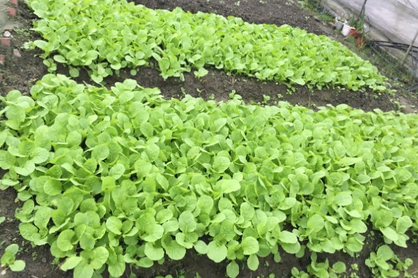 露天生菜的种植技术，生长期时合理配合氮、磷、钾等肥料