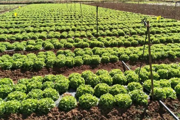 露天生菜的种植技术，生长期时合理配合氮、磷、钾等肥料