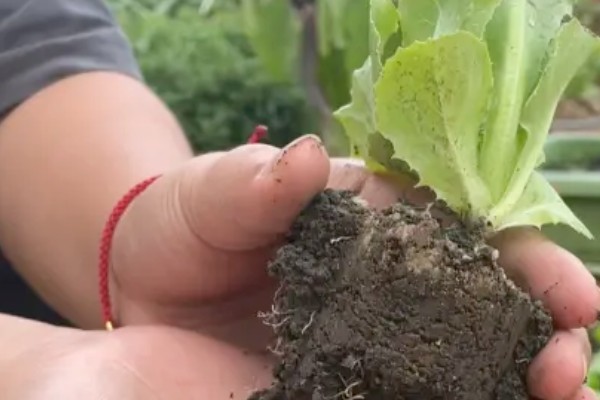 露天生菜的种植技术，生长期时合理配合氮、磷、钾等肥料