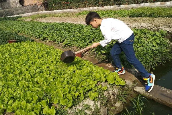露天生菜的种植技术，生长期时合理配合氮、磷、钾等肥料