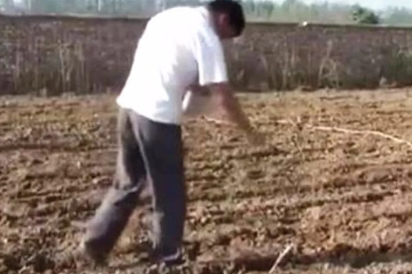 露天生菜的种植技术，生长期时合理配合氮、磷、钾等肥料