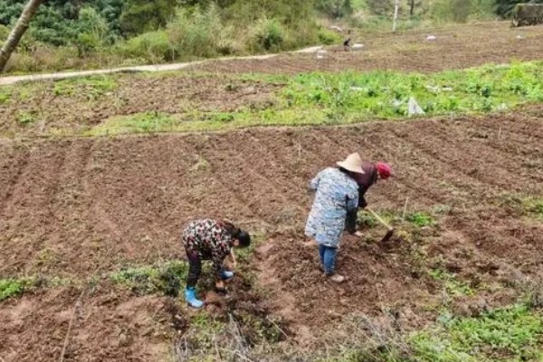 露天生菜的种植技术，生长期时合理配合氮、磷、钾等肥料