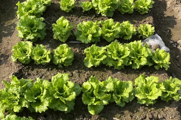 露天生菜的种植技术，生长期时合理配合氮、磷、钾等肥料