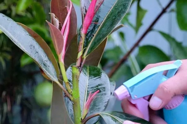 橡皮树怎么浇水,冬季每隔15天浇一次