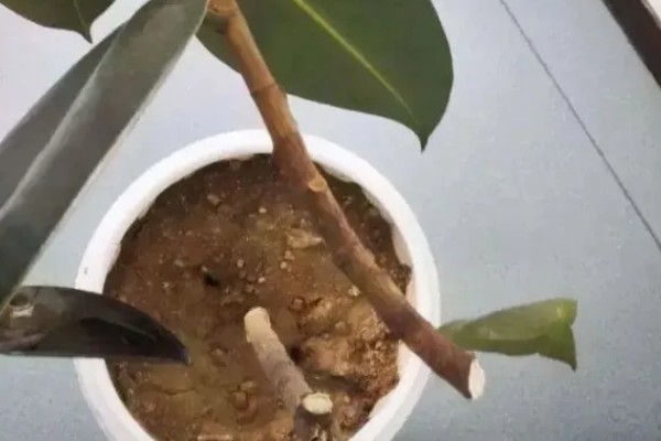橡皮树怎么浇水,冬季每隔15天浇一次