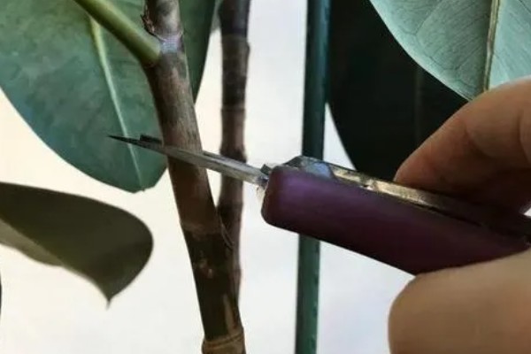 橡皮树怎么浇水,冬季每隔15天浇一次