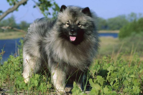 荷兰毛狮犬的性格特征，其性格开朗