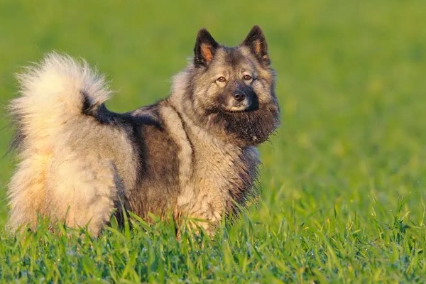 荷兰毛狮犬的性格特征，其性格开朗