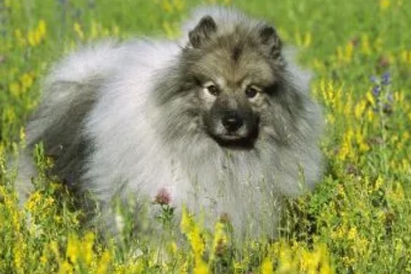 荷兰毛狮犬的性格特征，其性格开朗