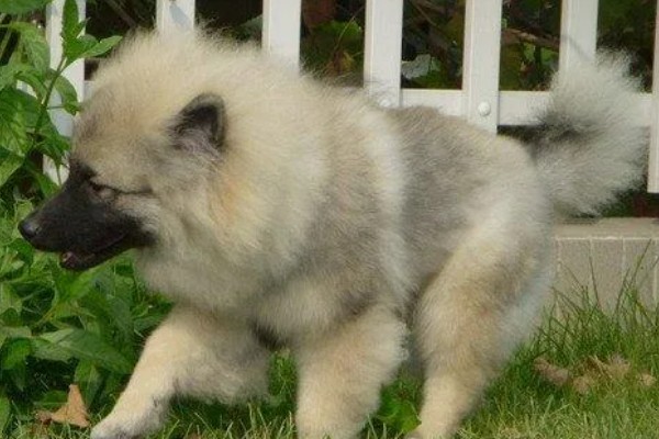 荷兰毛狮犬的性格特征，其性格开朗