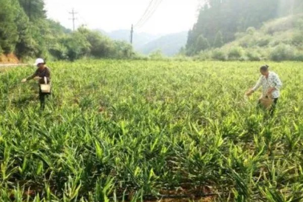 黄姜的种植技术，在5-7月份种植