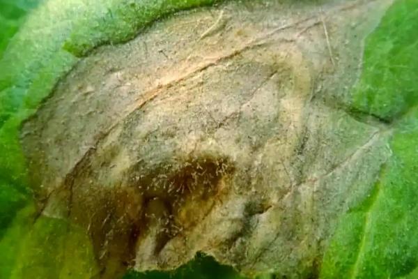 西红柿常见的病害和虫害，常见的有晚疫病、病毒病等