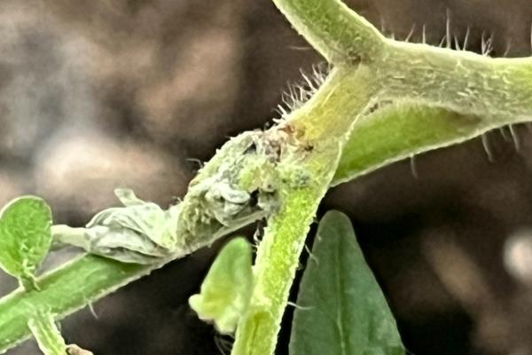 西红柿常见的病害和虫害，常见的有晚疫病、病毒病等