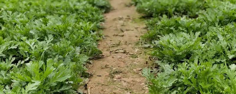 怎么种香菜，建议选方便排水的地块