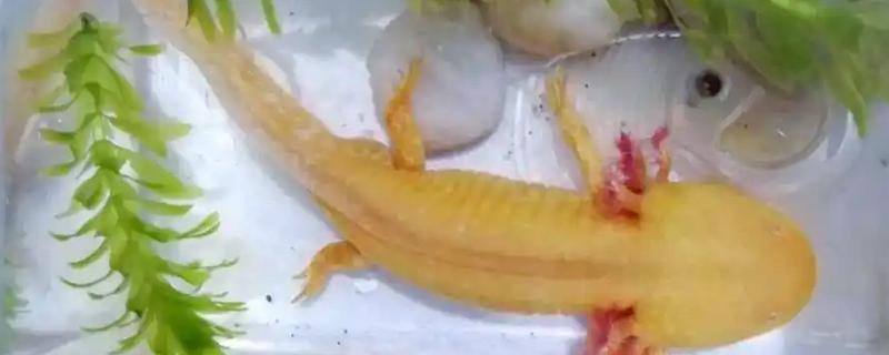 六角龙鱼的饲养方法，可以在弱酸及中性的水中生长
