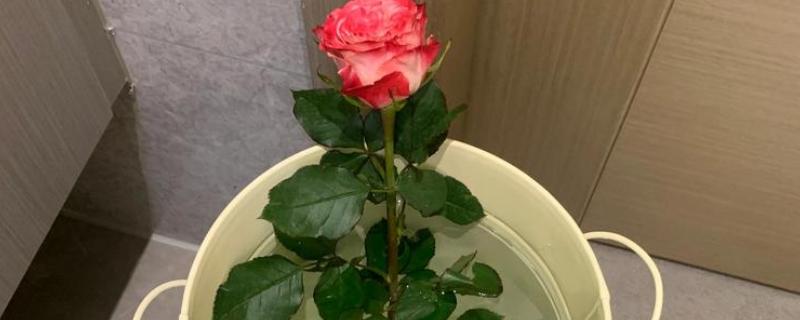 玫瑰醒花的方式，第一步就是剪去其一部分根部