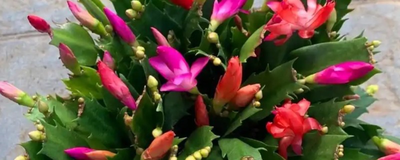 蟹爪兰的养护方法，不要过多浇水