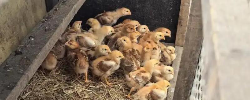 小鸡几天能下地放养，小鸡苗要养一个月左右