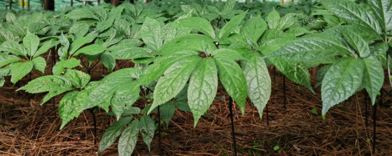 三七的种植方法，每隔5-7天浇一次水