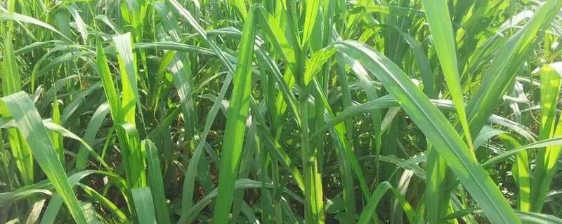 养牛适合种什么牧草，皇竹草、黑麦草、墨西哥玉米草都可以选择