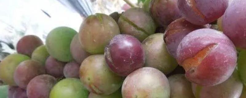 葡萄裂果的原因，分为内因和外因