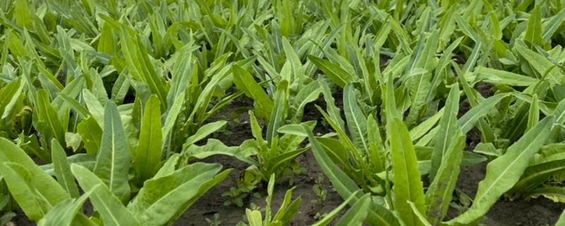 夏天能种油麦菜吗，一般春秋两季露天种植