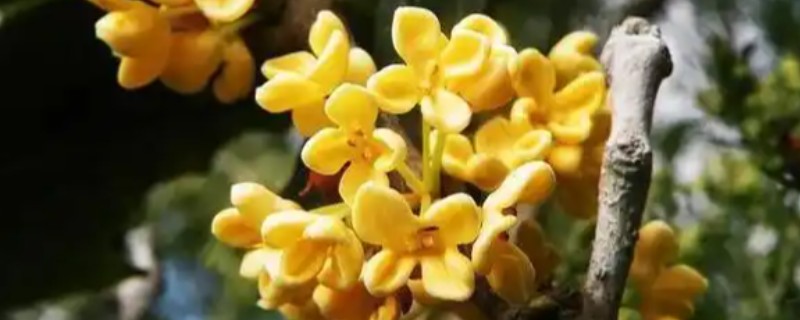 天香台阁桂花有哪些优缺点，花可开全年