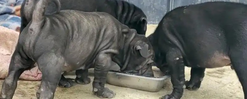 沙皮狗与八哥犬的区别，体重和外形均不同