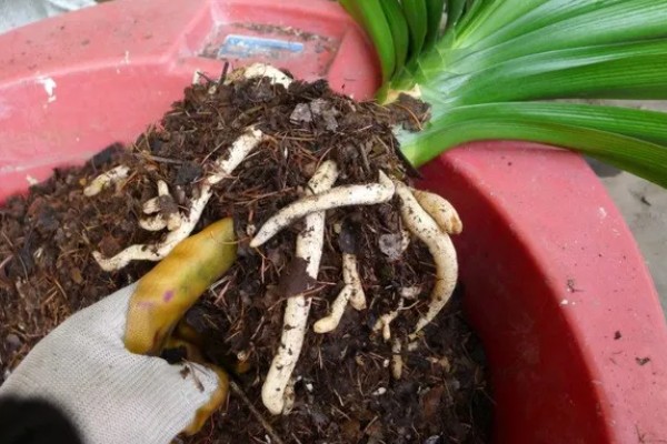 君子兰冬季能不能换盆，可以更换但会影响植株越冬