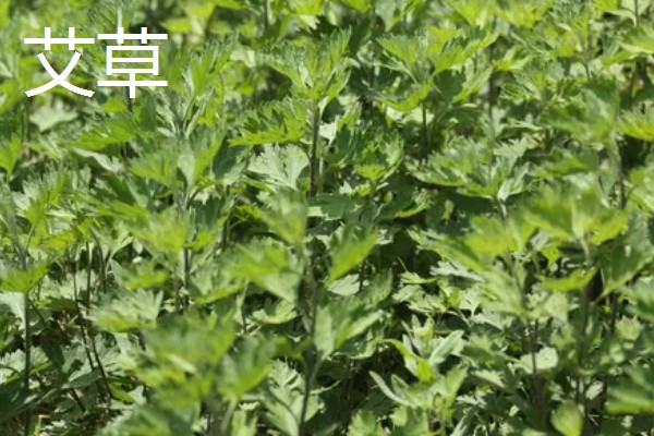 防蚊子的植物有哪些，有艾草、香叶天竺葵等