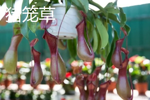 防蚊子的植物有哪些，有艾草、香叶天竺葵等