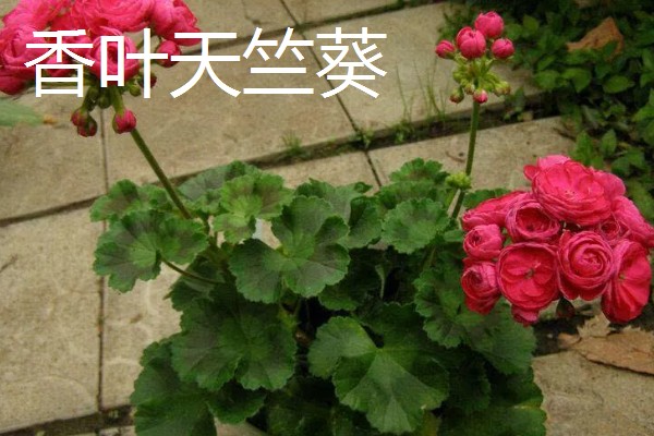 防蚊子的植物有哪些，有艾草、香叶天竺葵等