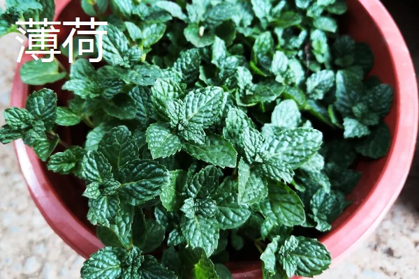 防蚊子的植物有哪些，有艾草、香叶天竺葵等