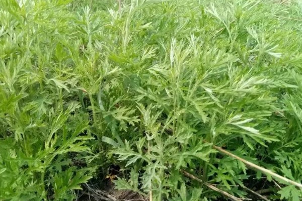 防蚊子的植物有哪些，有艾草、香叶天竺葵等