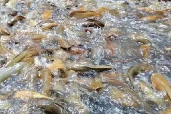 养殖塘角鱼喂什么，可以吃吃动物性饲料或植物性饲料