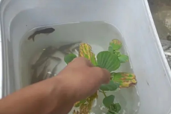 养殖塘角鱼喂什么，可以吃吃动物性饲料或植物性饲料