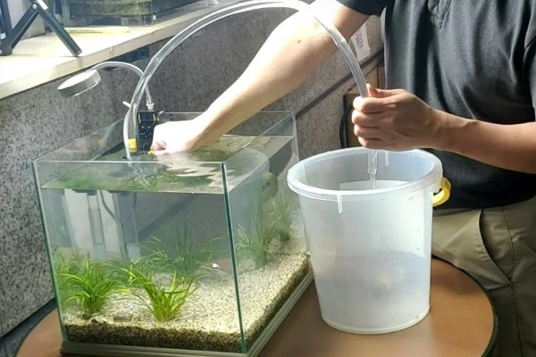 养殖塘角鱼喂什么，可以吃吃动物性饲料或植物性饲料