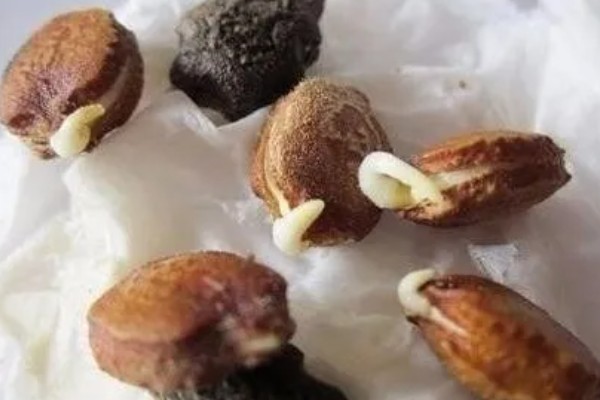 苦瓜如何盆栽，选择具备较好的透气性的容器种